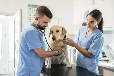 Gabinet weterynaryjny - Janusz Grabiec